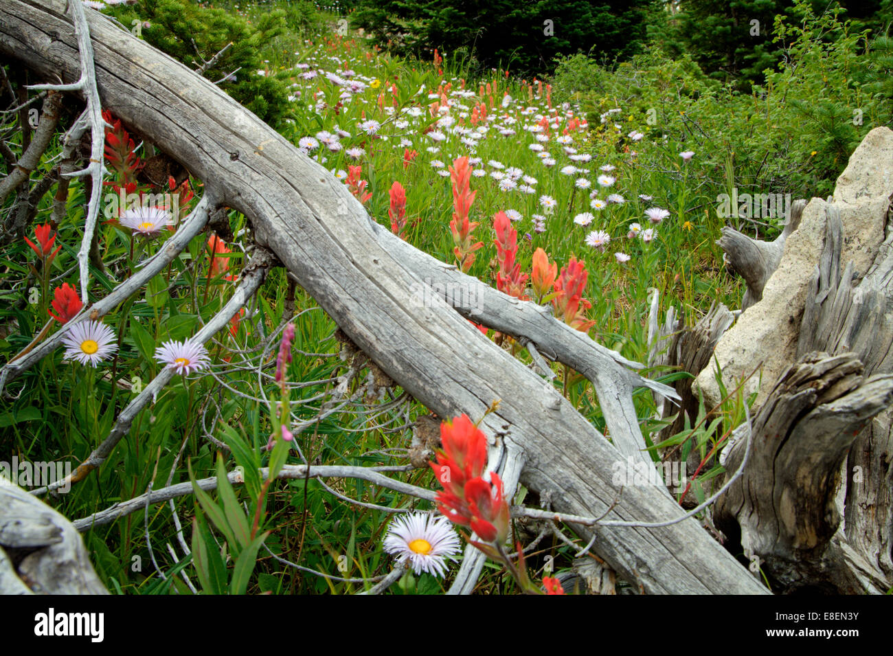 Wildblumen in eine Bergwiese Stockfoto