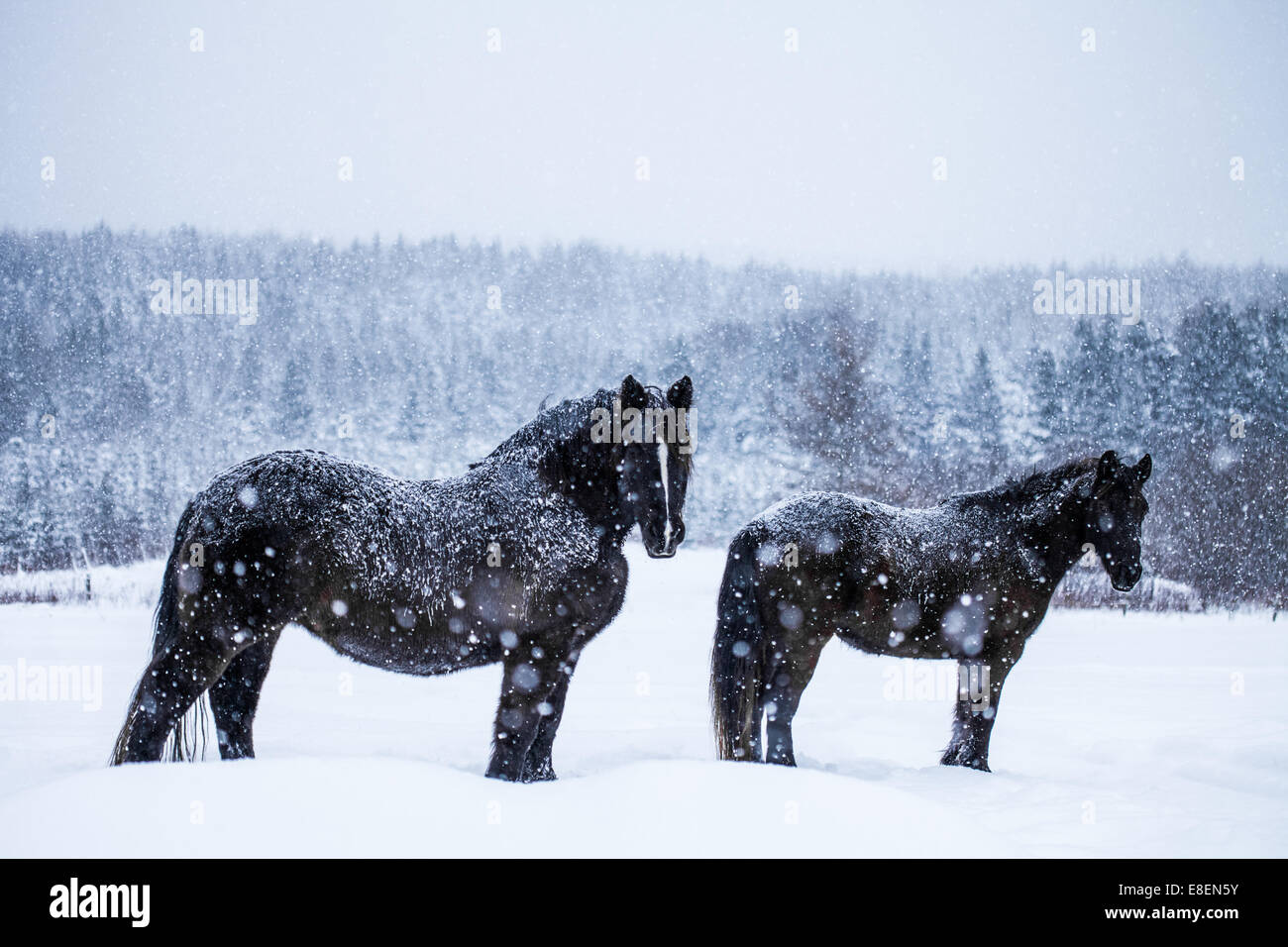 Zwei wunderschöne Pferde stehen und schaut in die Kamera während eines Schneesturms Stockfoto
