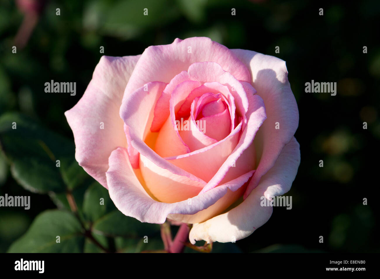 Ein rosa hybride Terose. Stockfoto