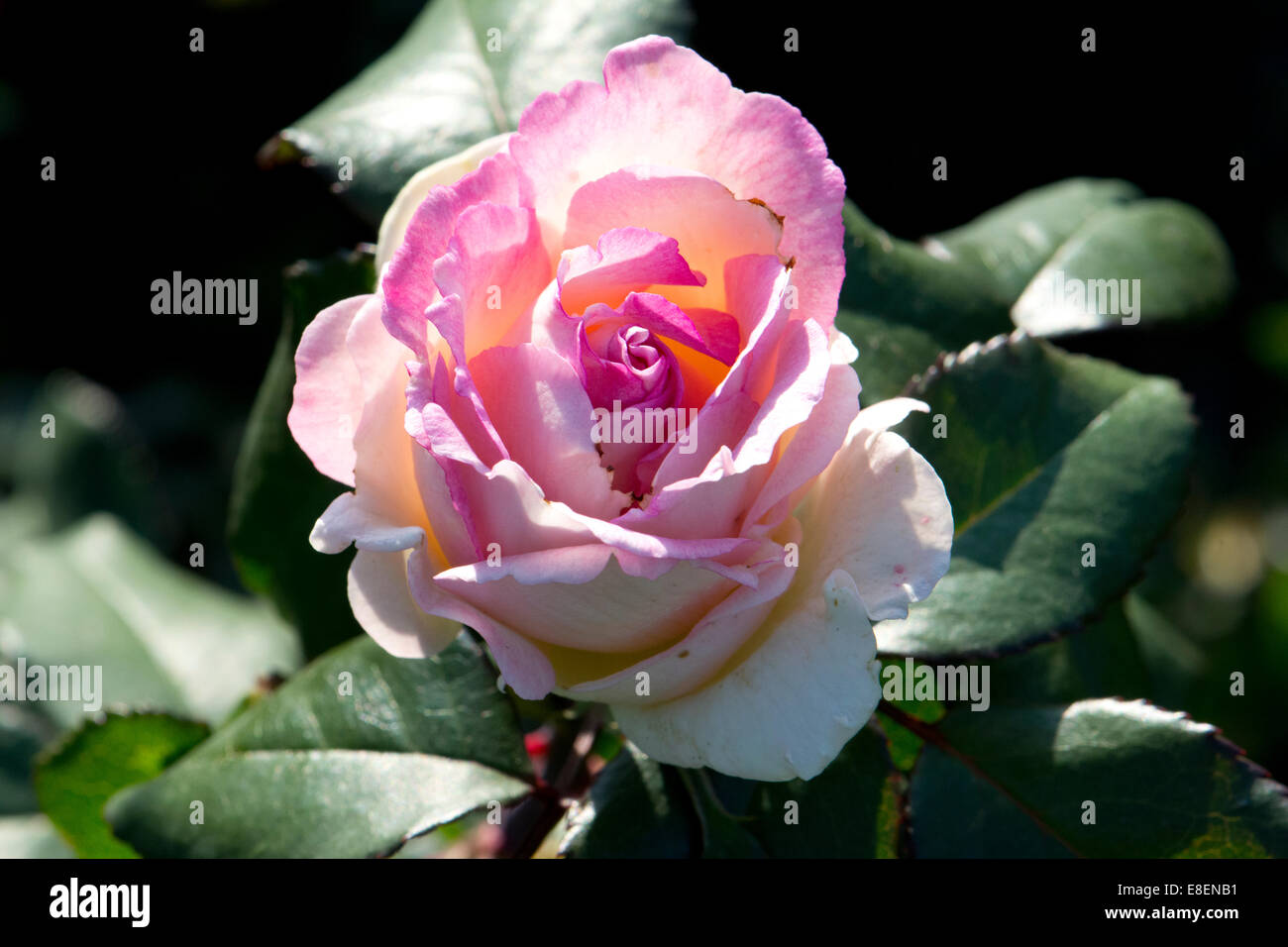 Ein rosa hybride Terose. Stockfoto