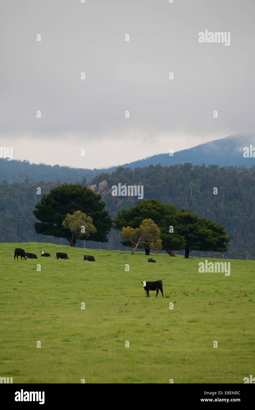 Vieh auf Almen im Hochland der verschneiten Berge Australia Stockfoto