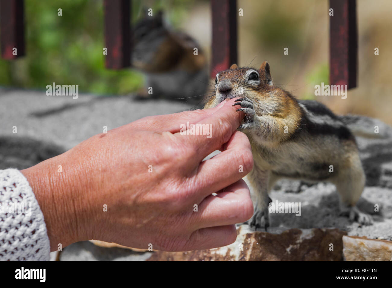 Nahaufnahme von weiblichen Händen Verfütterung von Nüssen an ein wild Streifenhörnchen Stockfoto