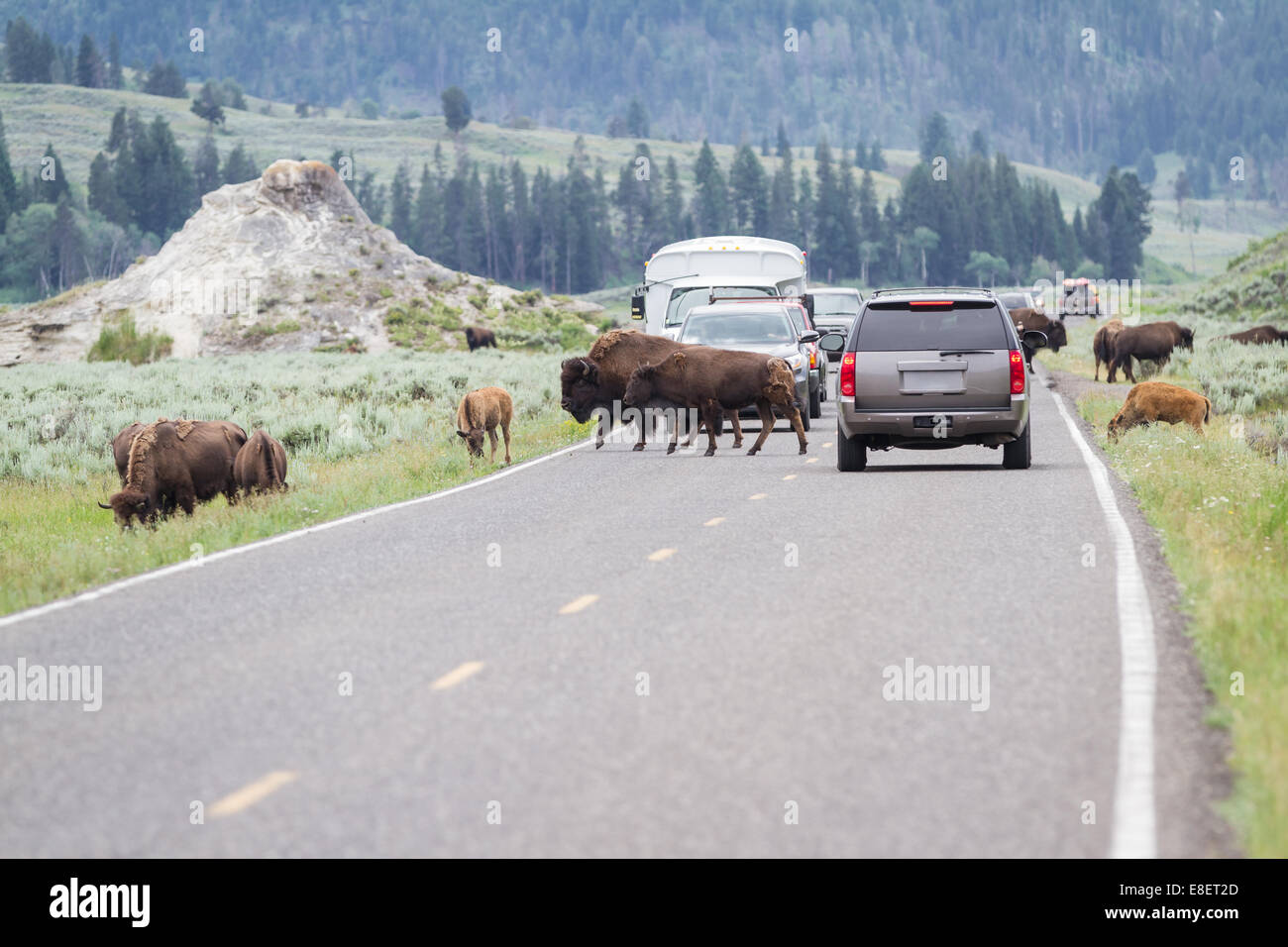 Wilde Büffel gehört zu Fuß auf den belebten Straßen der Yellowstone-Nationalpark im Sommer Stockfoto