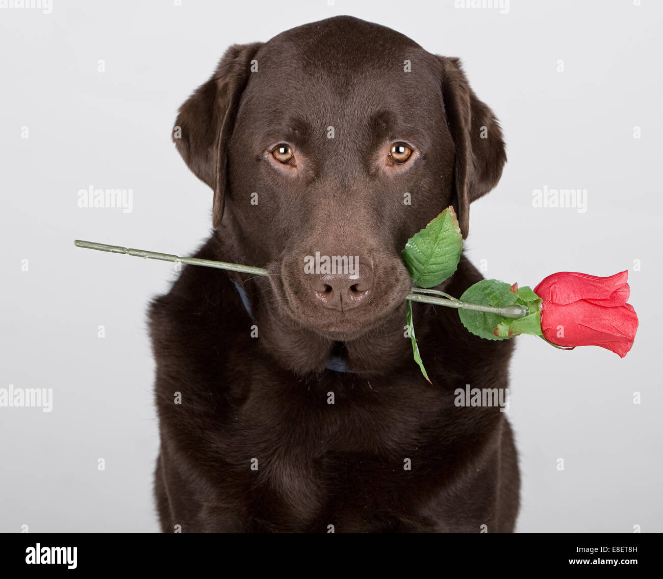 Chocolate Labrador mit Rose Stockfoto