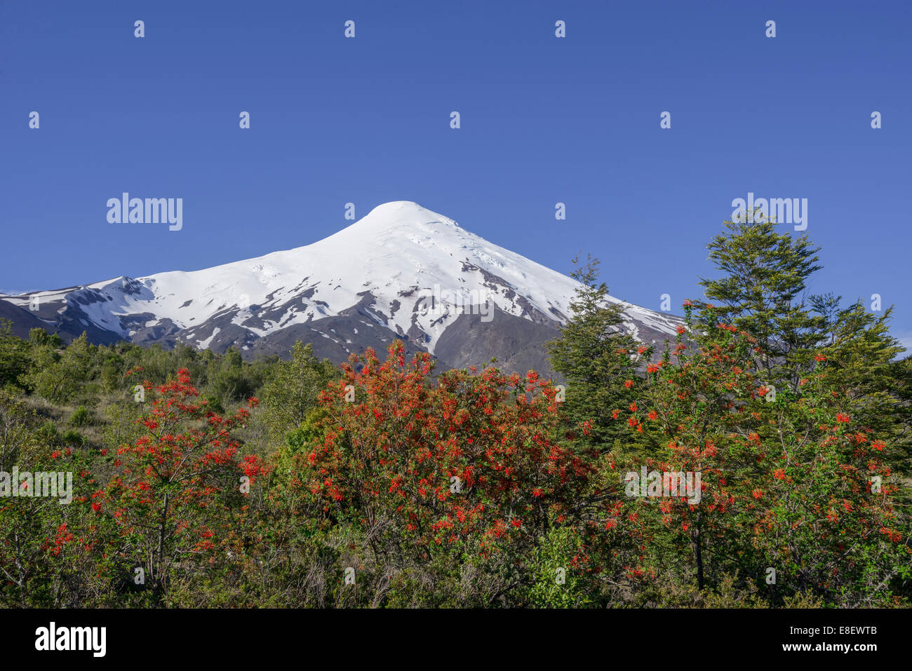 Vulkan Osorno, an der Vorderseite einer chilenischen firebush, auch Notro oder Ciruelillo (Embothrium coccineum), Puerto Varas, los Lagos region Stockfoto