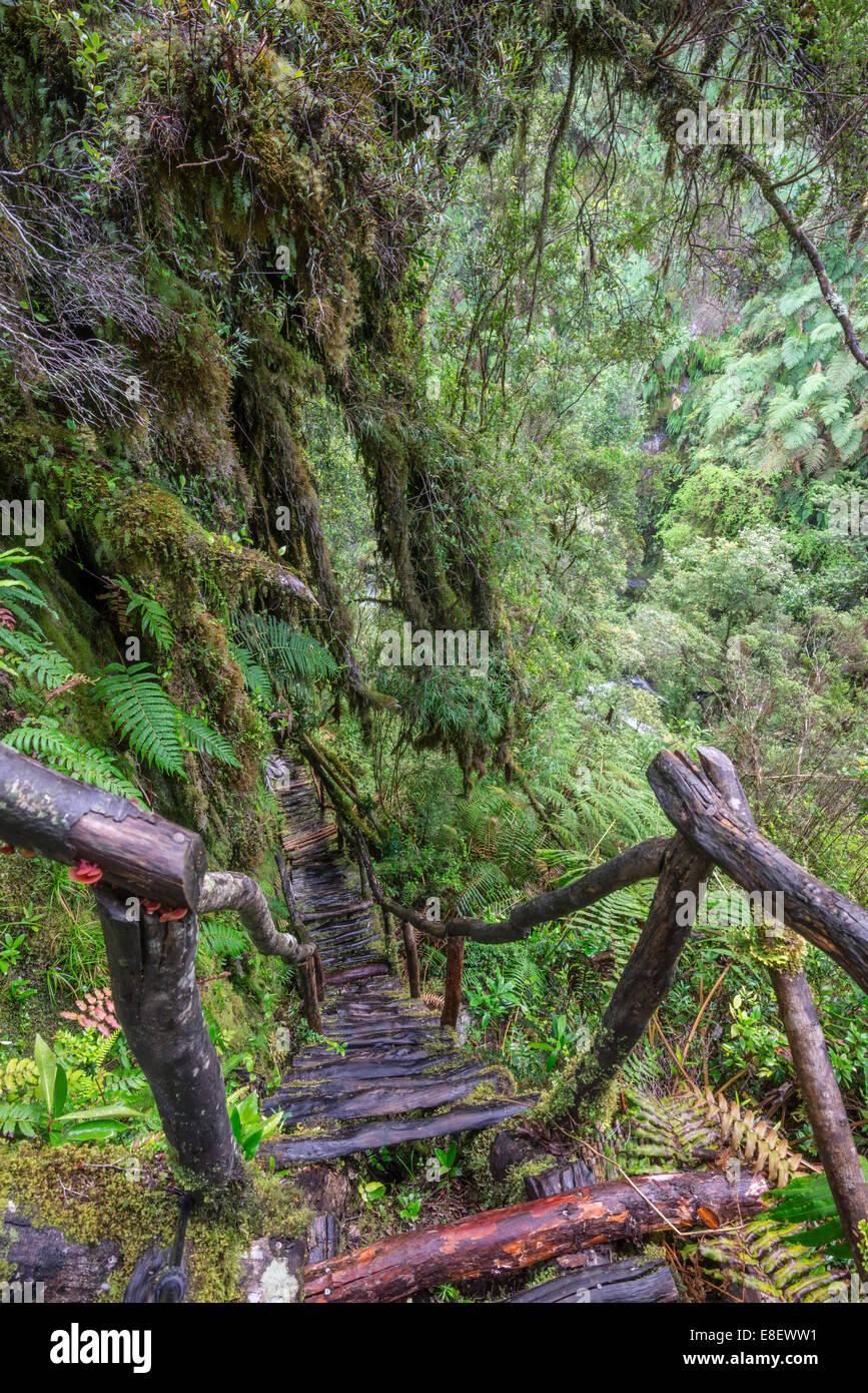 Wanderweg durch den kalten Regenwald zu den Cascadas Bajas, Pumalín Park, Chaitén, Los Lagos Region, Chile Stockfoto