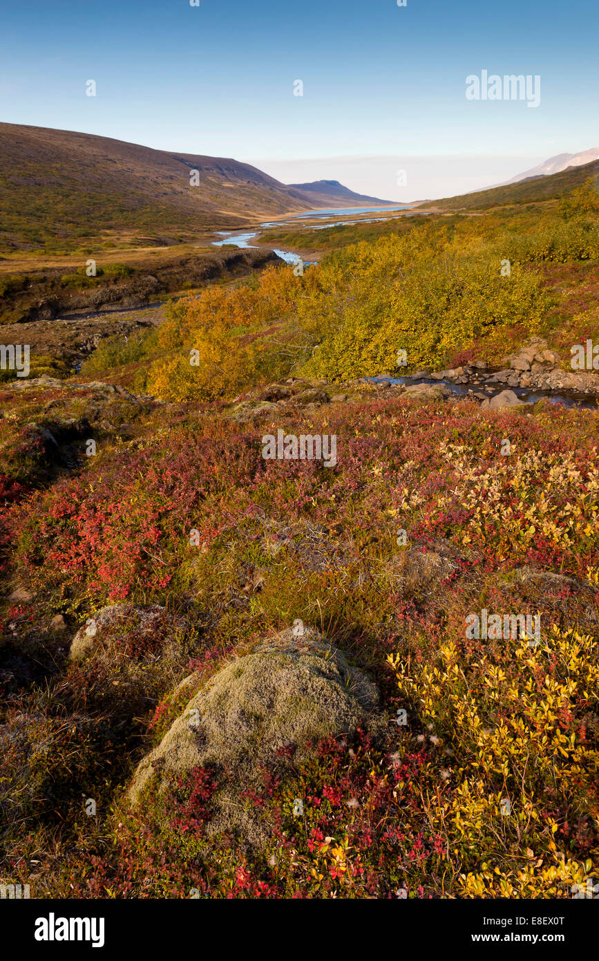 Herbstliche Laub, in der Nähe von Lagarfljót Sees auch Lögurinn See in der Nähe von Egilsstaðir, Region Ost, Island Stockfoto