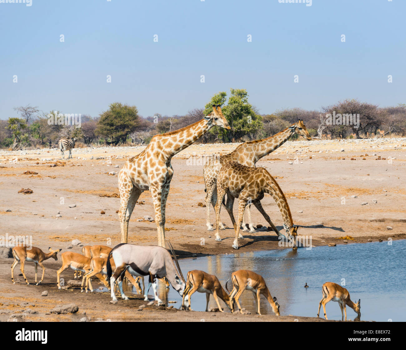 Giraffe (Giraffa Plancius), Gemsbok (Oryx Gazella) und schwarz konfrontiert Impala (Aepyceros Melampus Petersi) trinken am Chudob Stockfoto