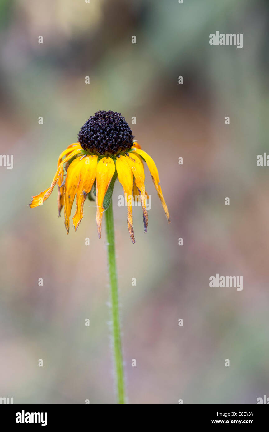 Rudbeckia Fulgida var Deamii. Sterbende Sonnenhut am Ende der Saison Stockfoto