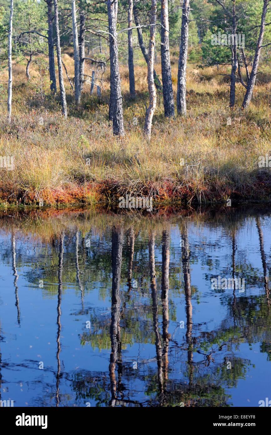 Moor-Pools in Saara Moor, Estland. Stockfoto