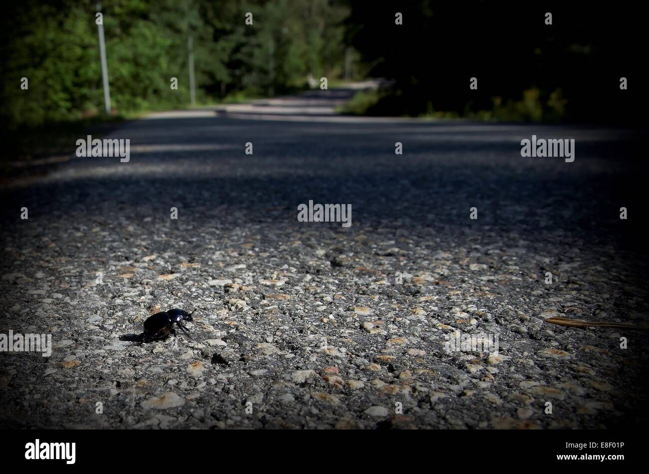 Schwarze Käfer überqueren einer Straße Stockfoto