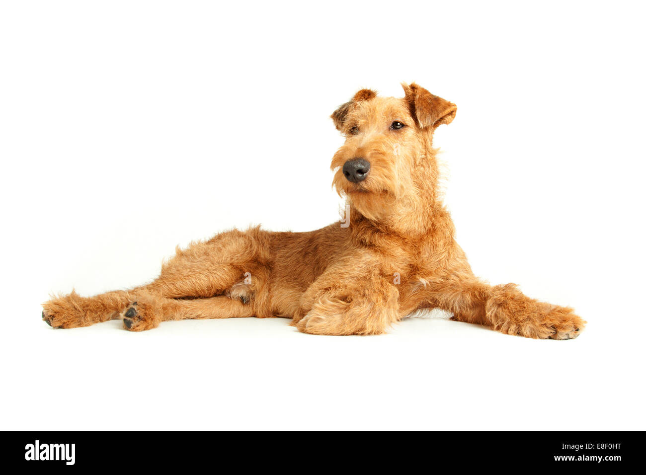 irish terrier wiry haired