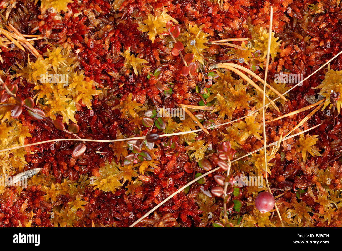 Pflanzung von Hochmoor im Oktober. Stockfoto