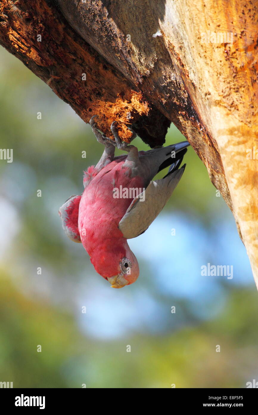 Ein Rosakakadu (Eolophus Roseicapilla) hängt von Kijiji in Perth, Western Australia invertiert. Stockfoto