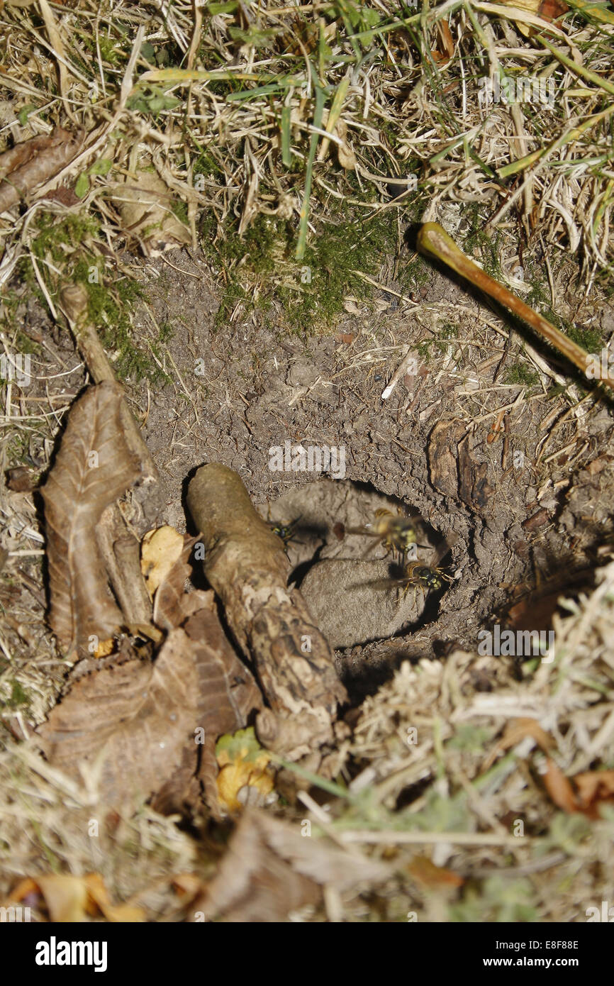 Nahaufnahme von Digger Wespennest. Lockerbie, Dumfriesshire, Schottland, UK Stockfoto