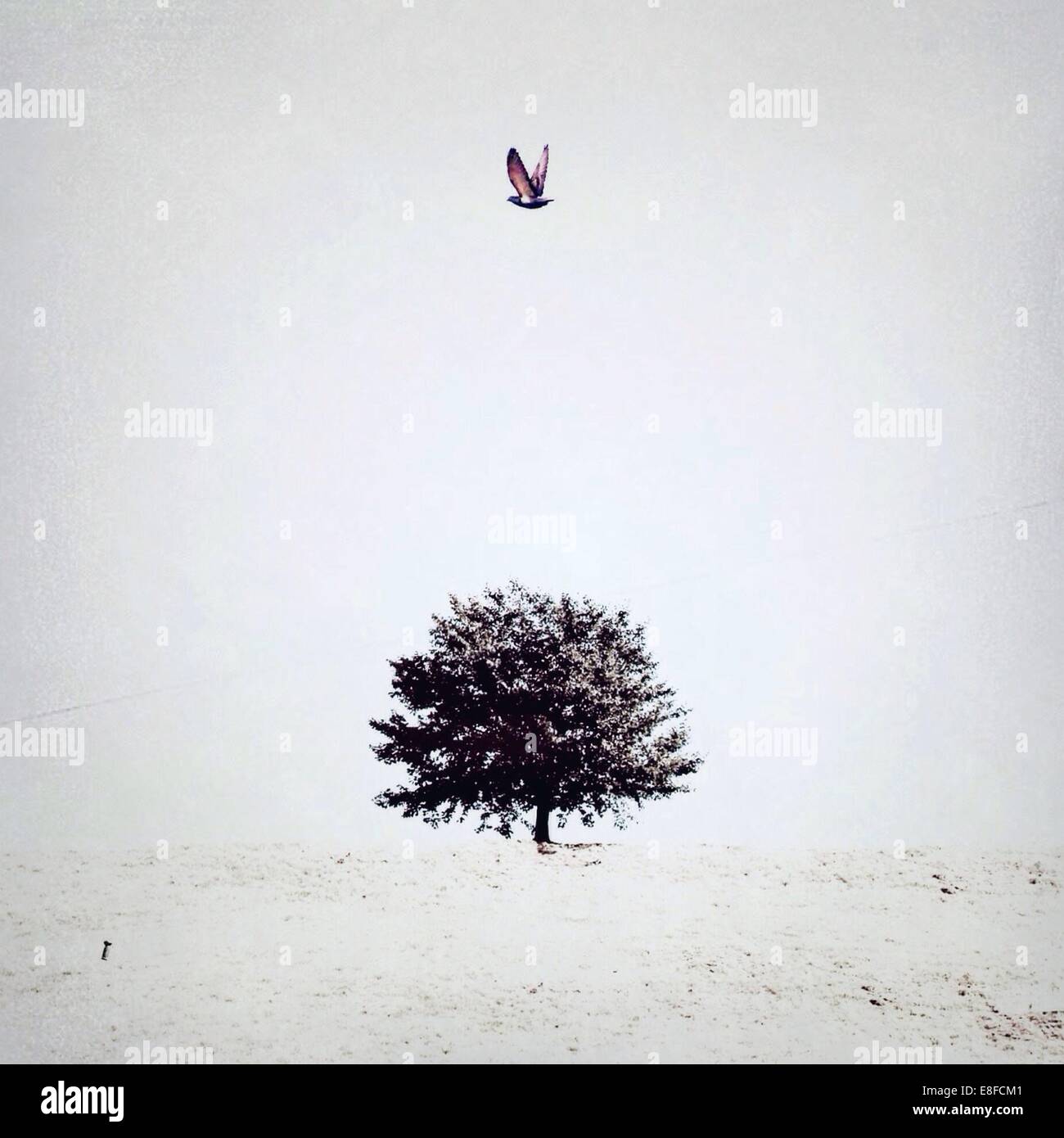 Vogel fliegt über eineineinbeinige Bäume in ländlicher Landschaft, Südkorea Stockfoto