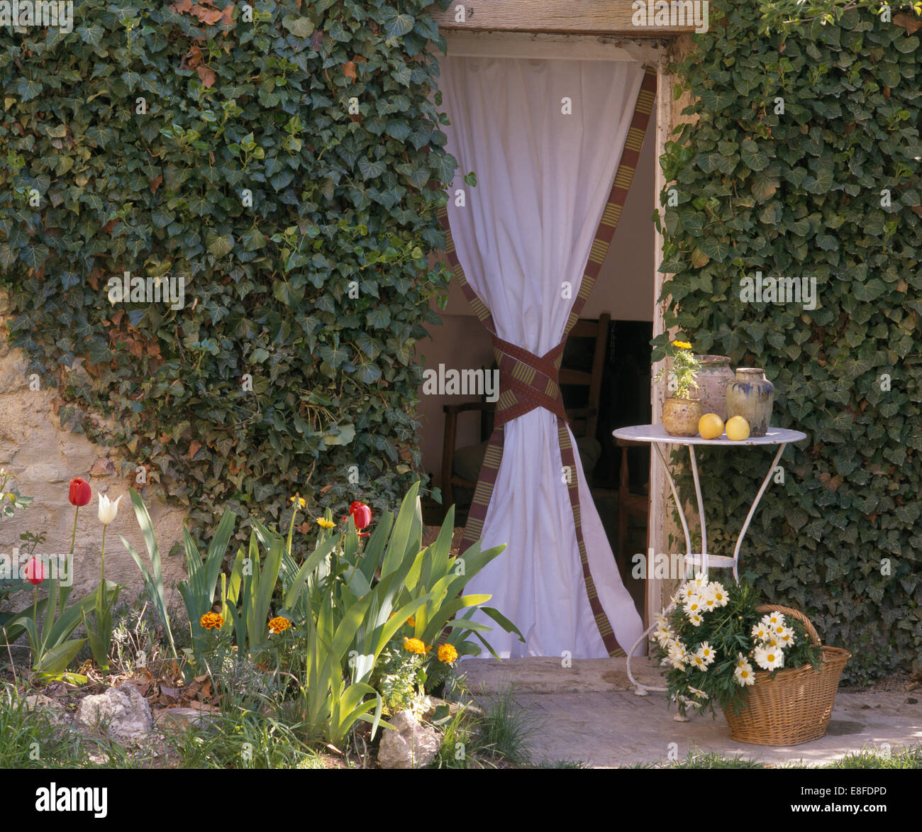 elefantenfuß zimmerpflanze pflege Elefantenfuß kaufen – pflegeleichte Beaucarnea mit Charakter –  MyZimmerpflanze.de
