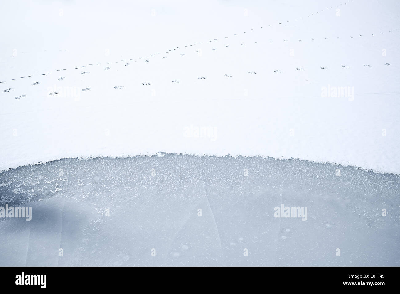 Tierspuren auf gefrorenem schneebedeckten See, Colorado, USA Stockfoto