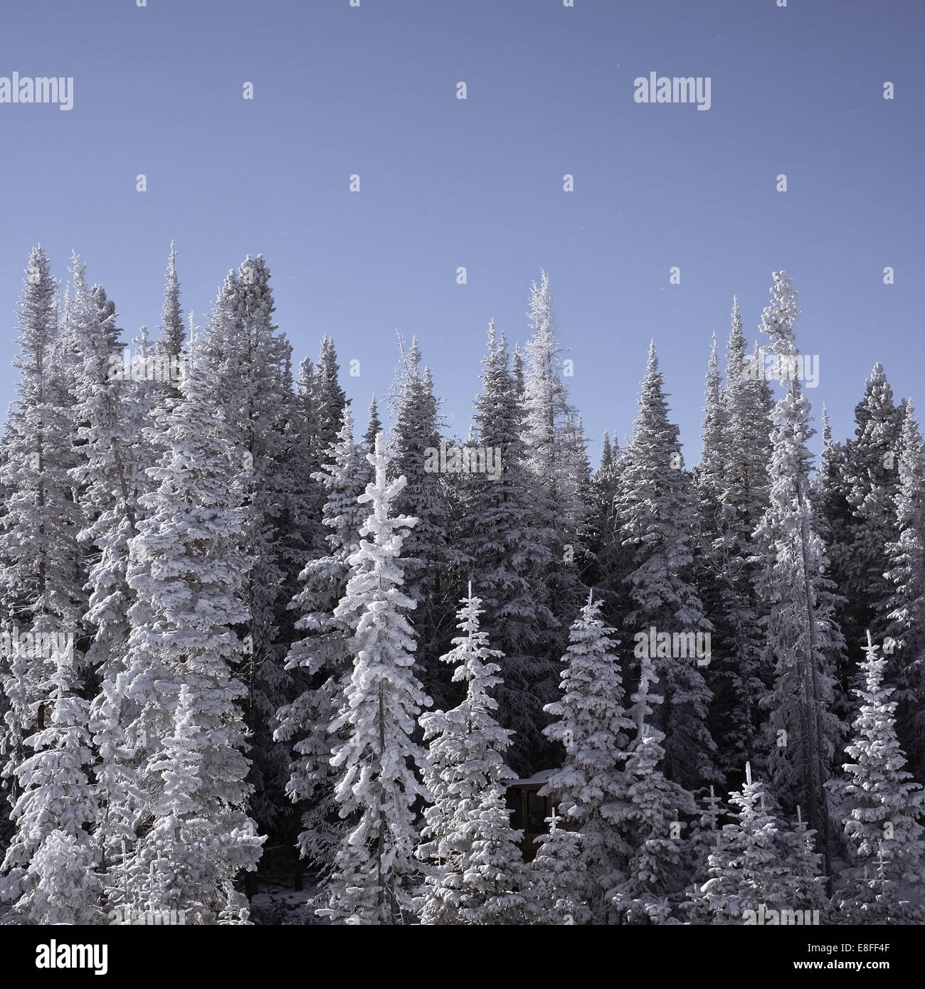 Gefrorene schneebedeckte Bäume, Wyoming, USA Stockfoto