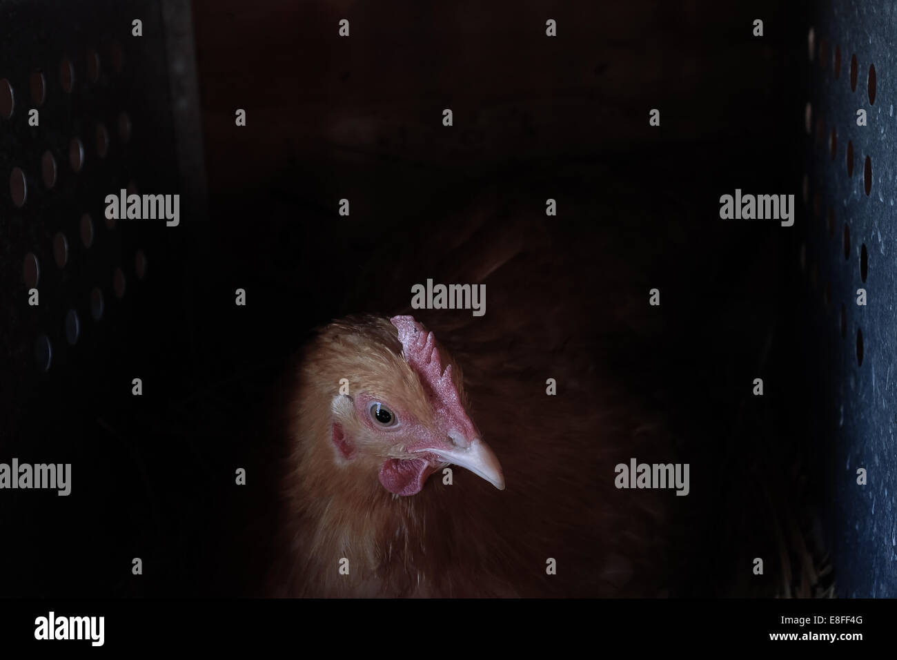 Porträt eines Huhns im Hühnerstall Stockfoto