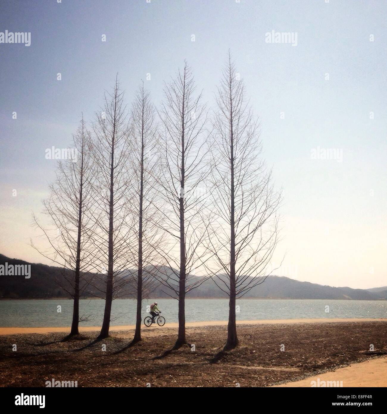 Person, die an einer Reihe von Bäumen in ländlicher Landschaft, Südkorea Stockfoto