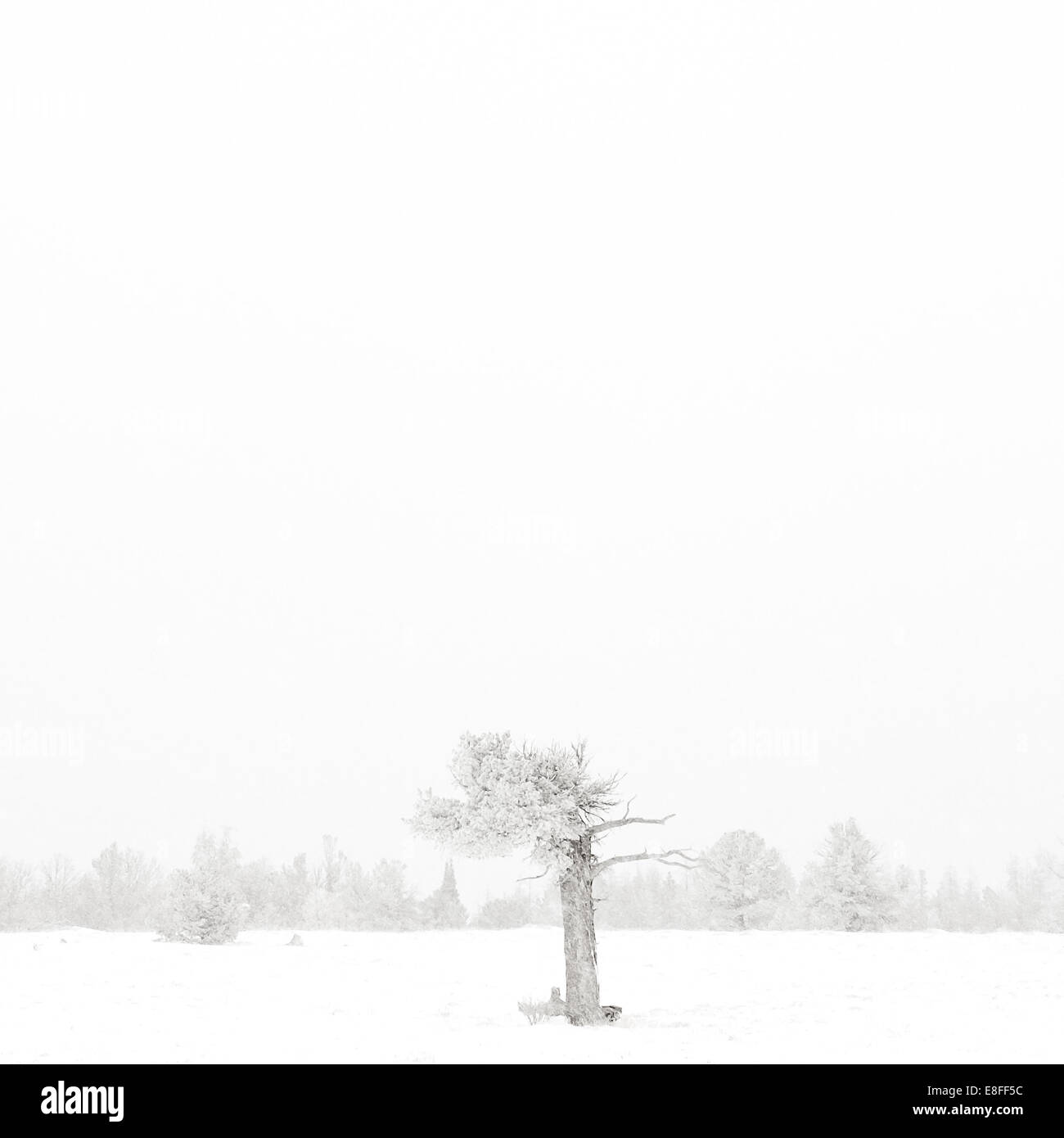 USA, Wyoming, Albany County, Laramie, Baum im Schnee bedeckt Landschaft Stockfoto