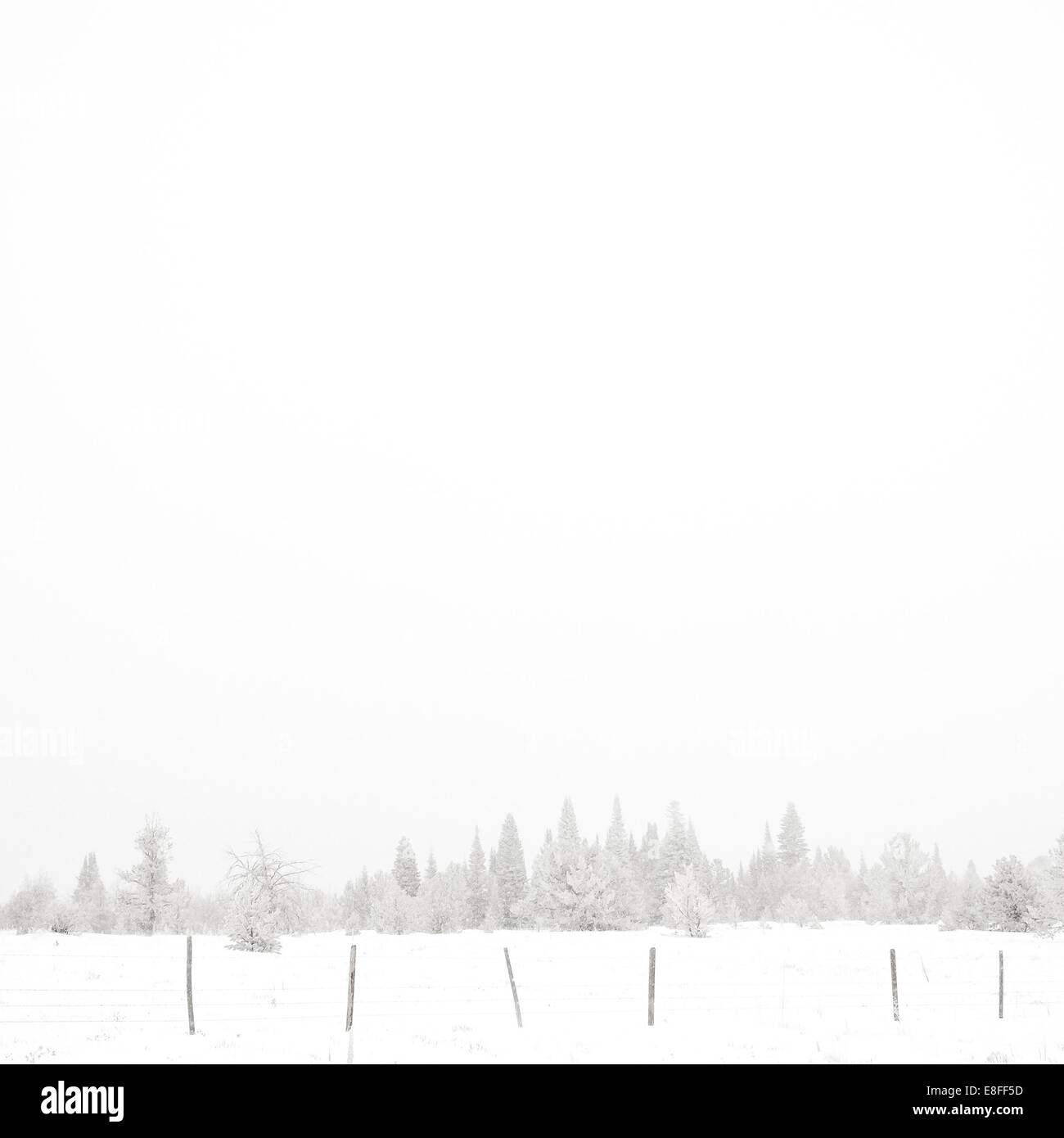 USA, Wyoming, Albany County, Laramie, Schnee bedeckt Wald Stockfoto