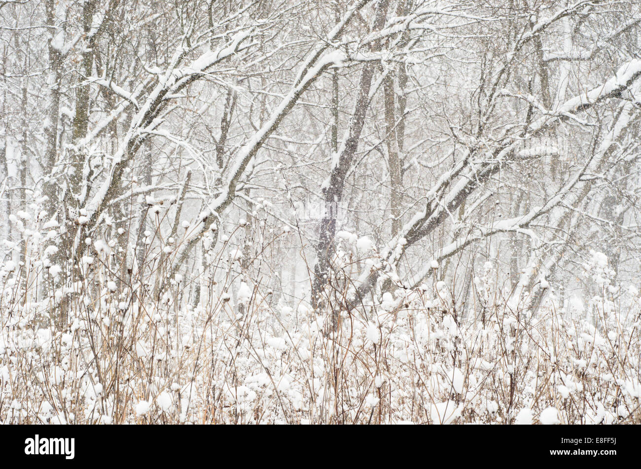 USA, Illinois, DuPage County, Wald in fallenden Schnee Stockfoto