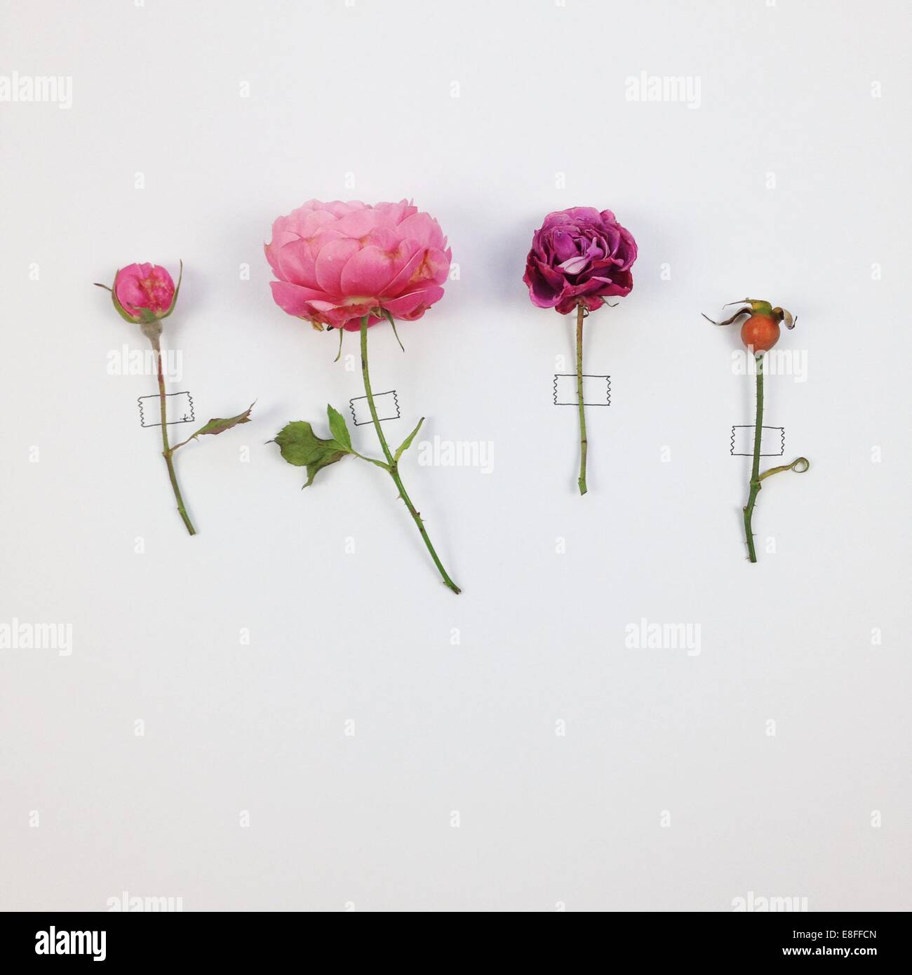 Vier Blumen geklebt auf weißem Hintergrund Stockfoto