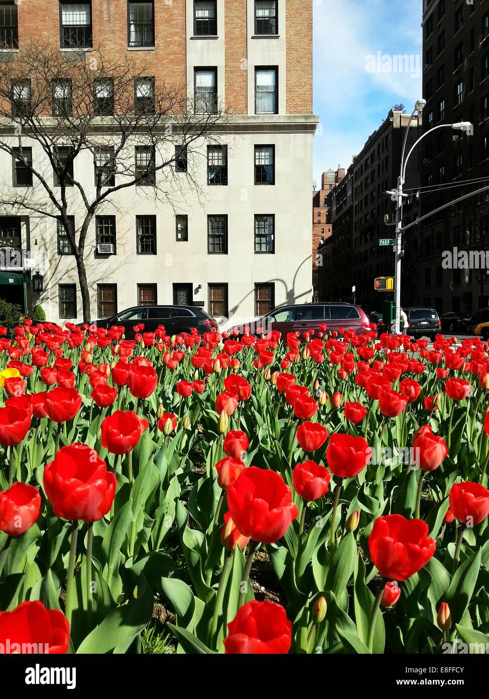 USA, New York State, New York City Park Avenue im Frühling Stockfoto