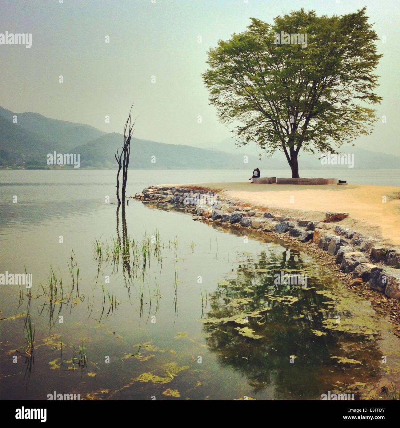 Pärchen unter Baum am See, Südkorea Stockfoto