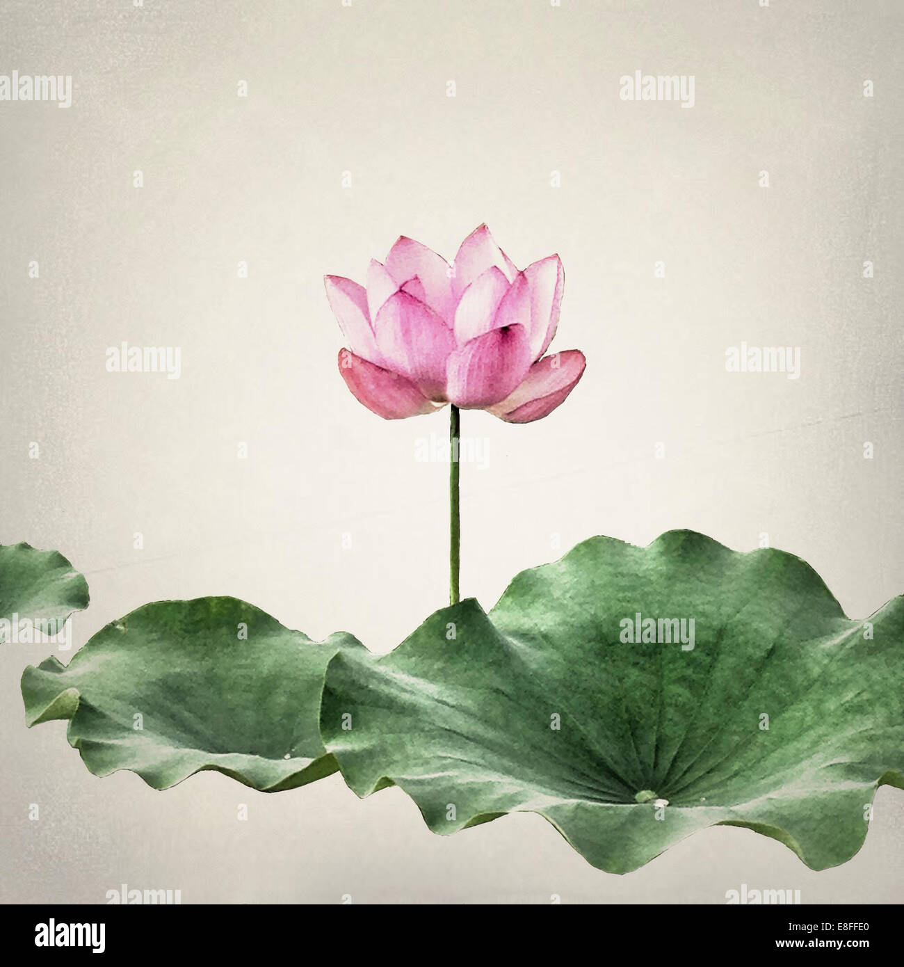 Nahaufnahme einer rosa Lotusblume, Südkorea Stockfoto