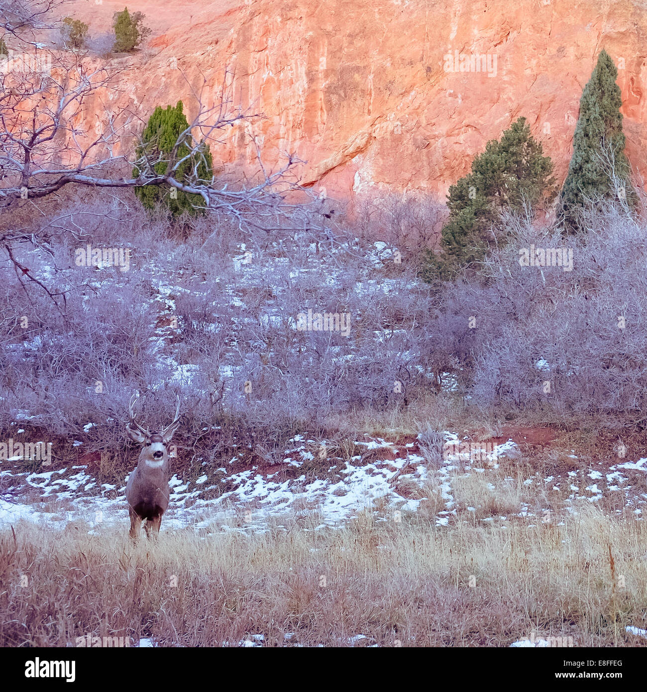 USA, Colorado, El Paso, Colorado Springs, Garten der Götter, Garden Drive, Hirsche in natürlicher Umgebung Stockfoto