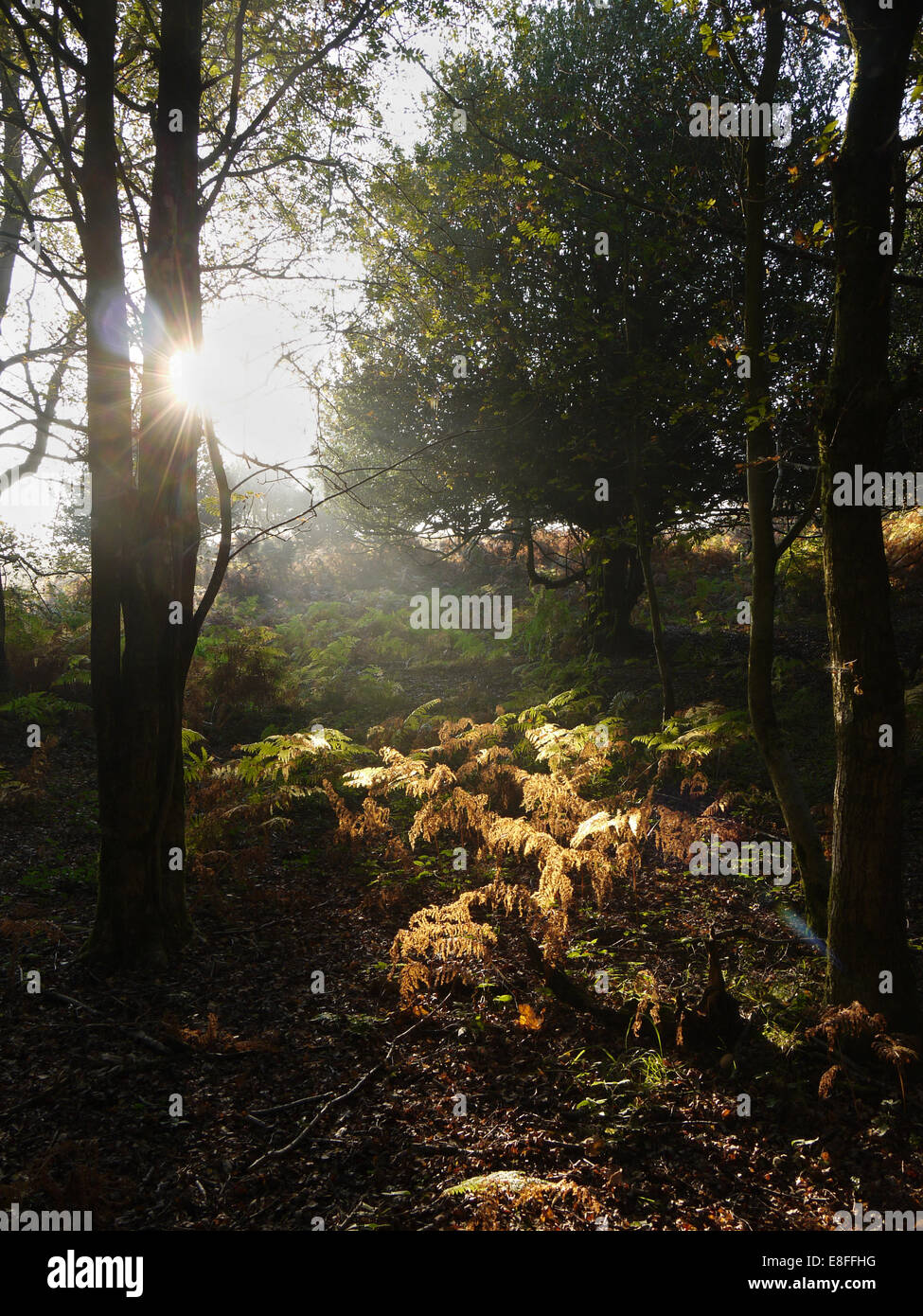 Sonnenlicht durch die Bäume im Wald, New Forest, Hampshire, England, Großbritannien Stockfoto