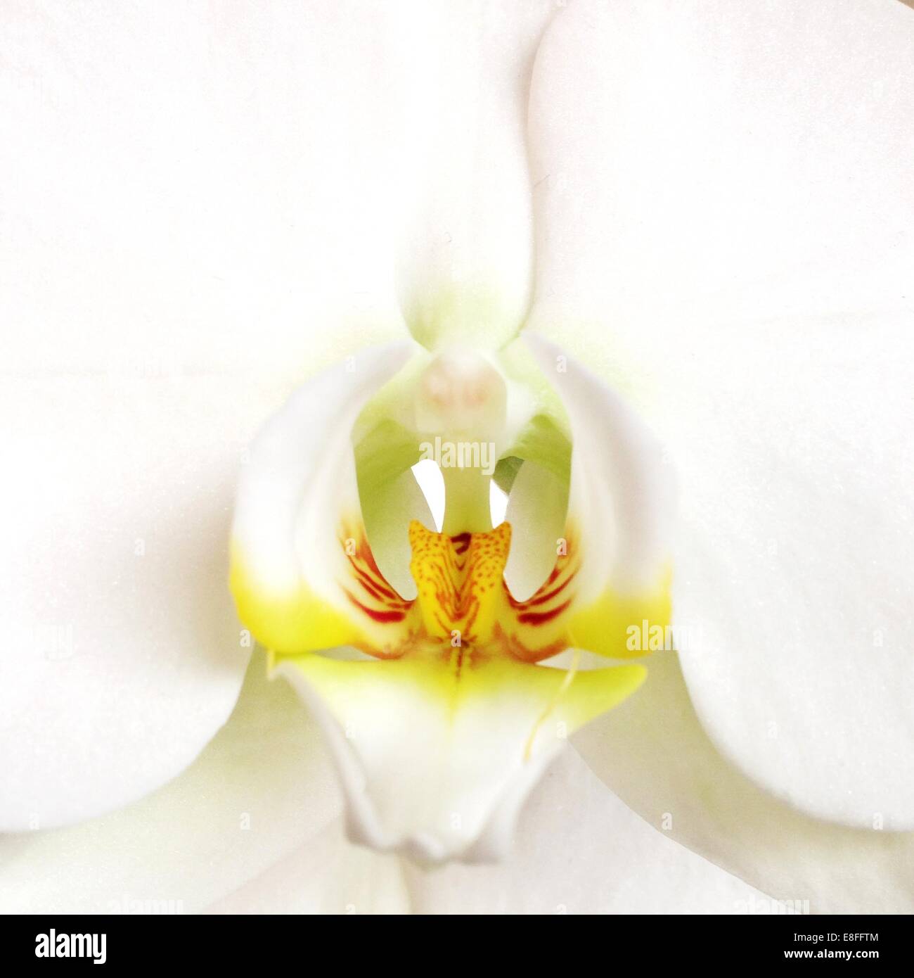 Nahaufnahme der Orchidee Blume Stockfoto