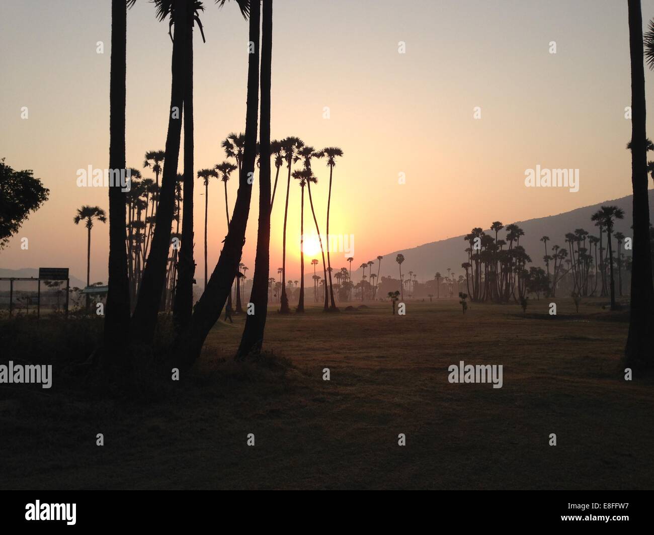Indien, Andhra Pradesh, Vishakhapatnam, Vishakapatnam Bypass, Sonnenaufgang über Palmen Stockfoto