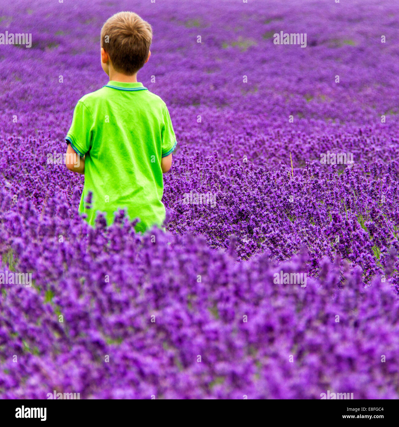 Junge im Feld Stockfoto