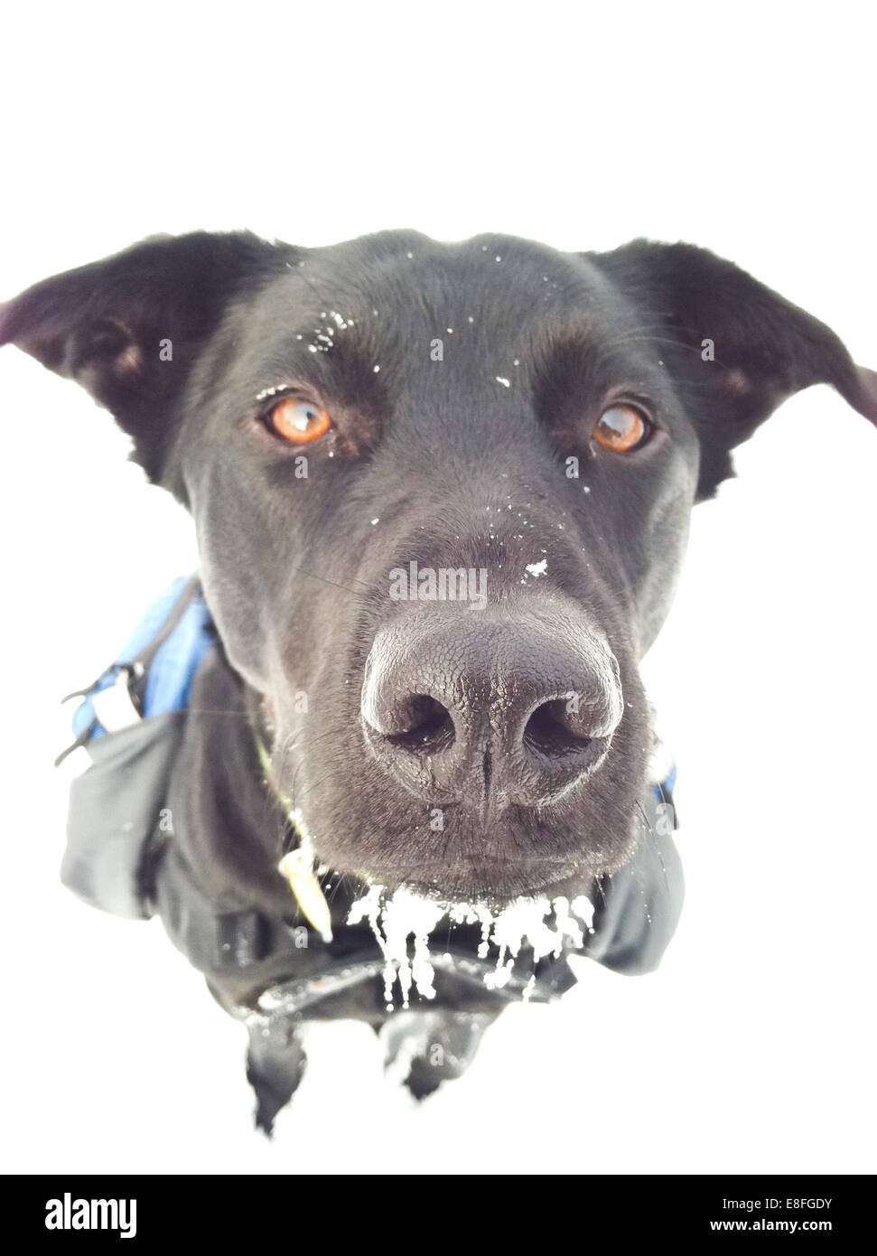 Porträt eines Hundes im Schnee Stockfoto