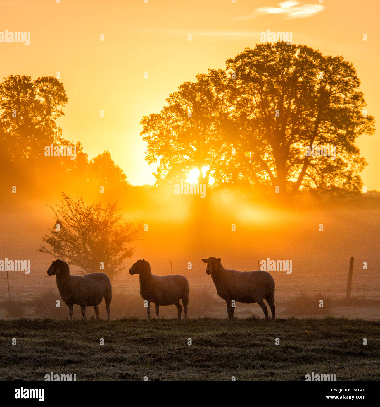 Schafe stehen in Feld bei Sonnenuntergang, Berkshire, England, Vereinigtes Königreich Stockfoto