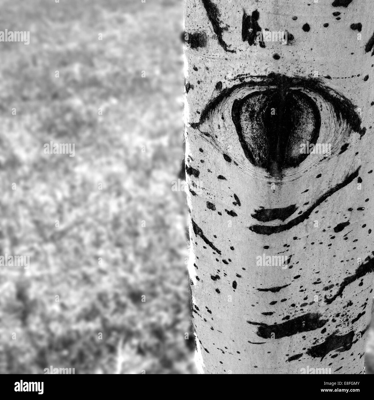 USA, Colorado, Larimer County, Fort Collins, Detail des Aspen Baum Stockfoto