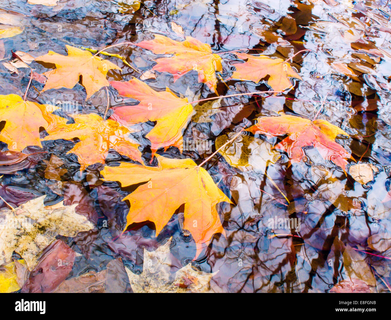 Herbstblätter in einer Wasserpfütze, USA Stockfoto