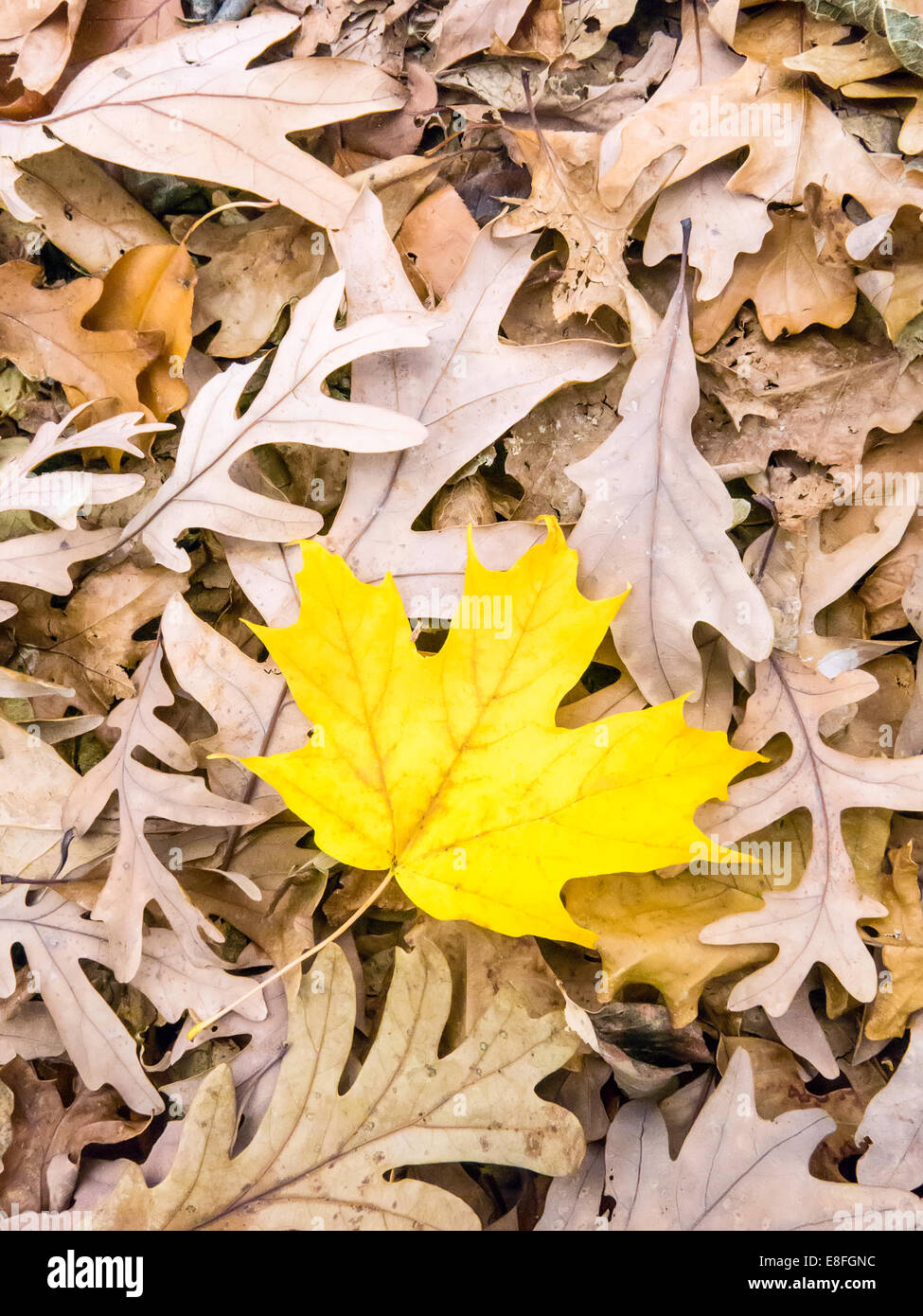 Gelbes Blatt auf trockenen braunen Blättern im Wald, USA Stockfoto