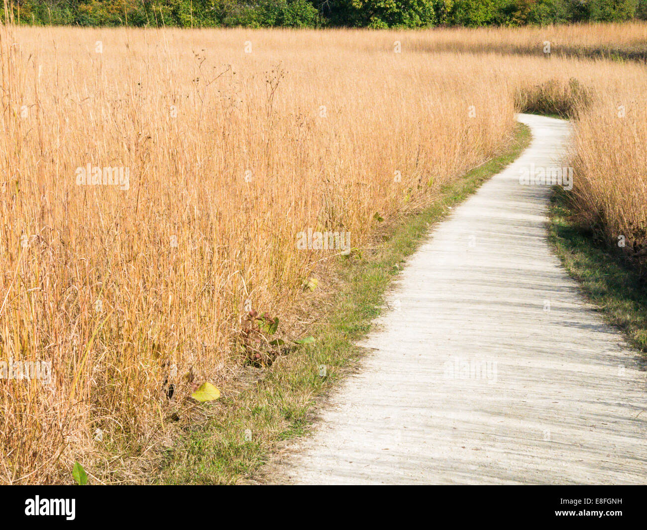 Lehrpfad durch Rasen Stockfoto
