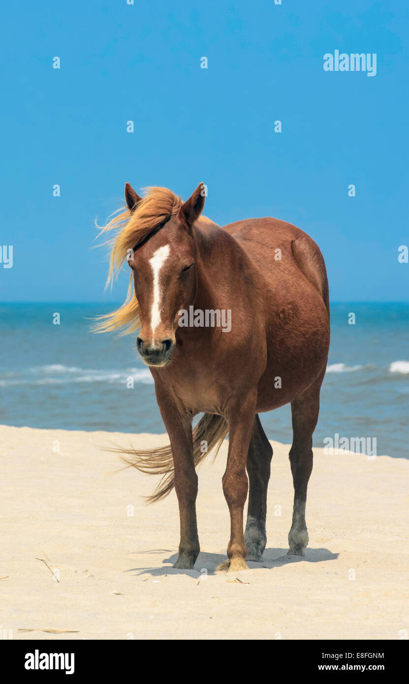 Braunes Pferd, das an einem Strand steht, USA Stockfoto