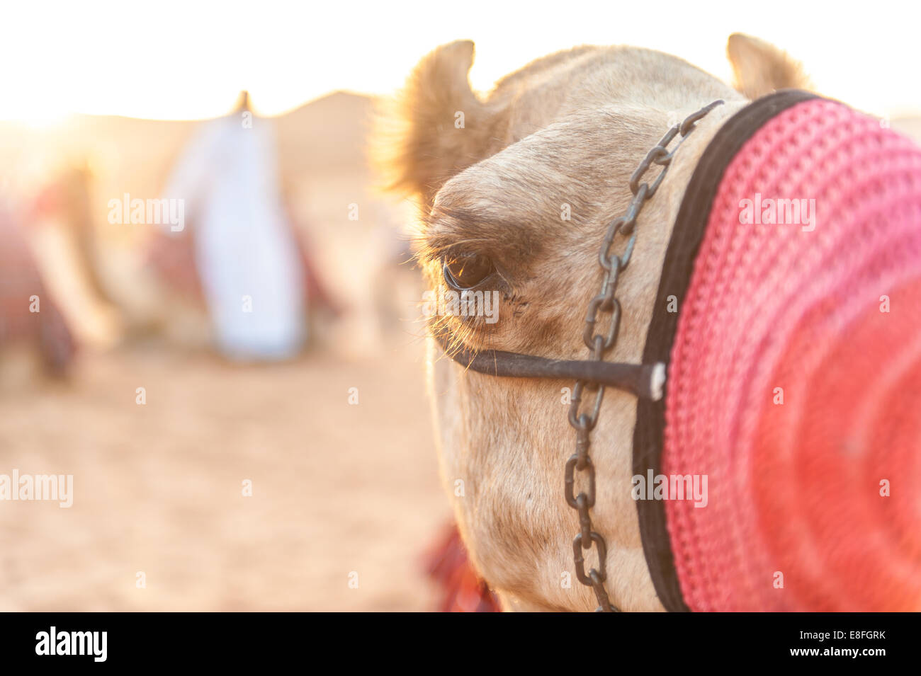 Close-up Portrait von Kamel (Camelus Dromedarius), Abu Dhabi, Vereinigte Arabische Emirate Stockfoto