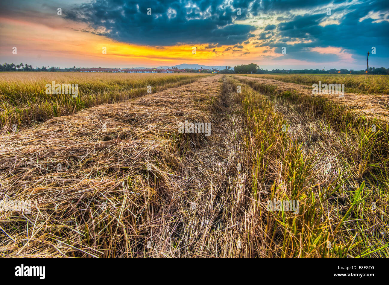 Malaysia, Penang Island, Juru, Butterworth, Penaga Ansicht des Feldes bei Sonnenuntergang Stockfoto