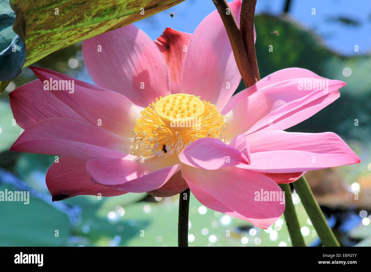 Nahaufnahme von rosa Lotusblüte Stockfoto
