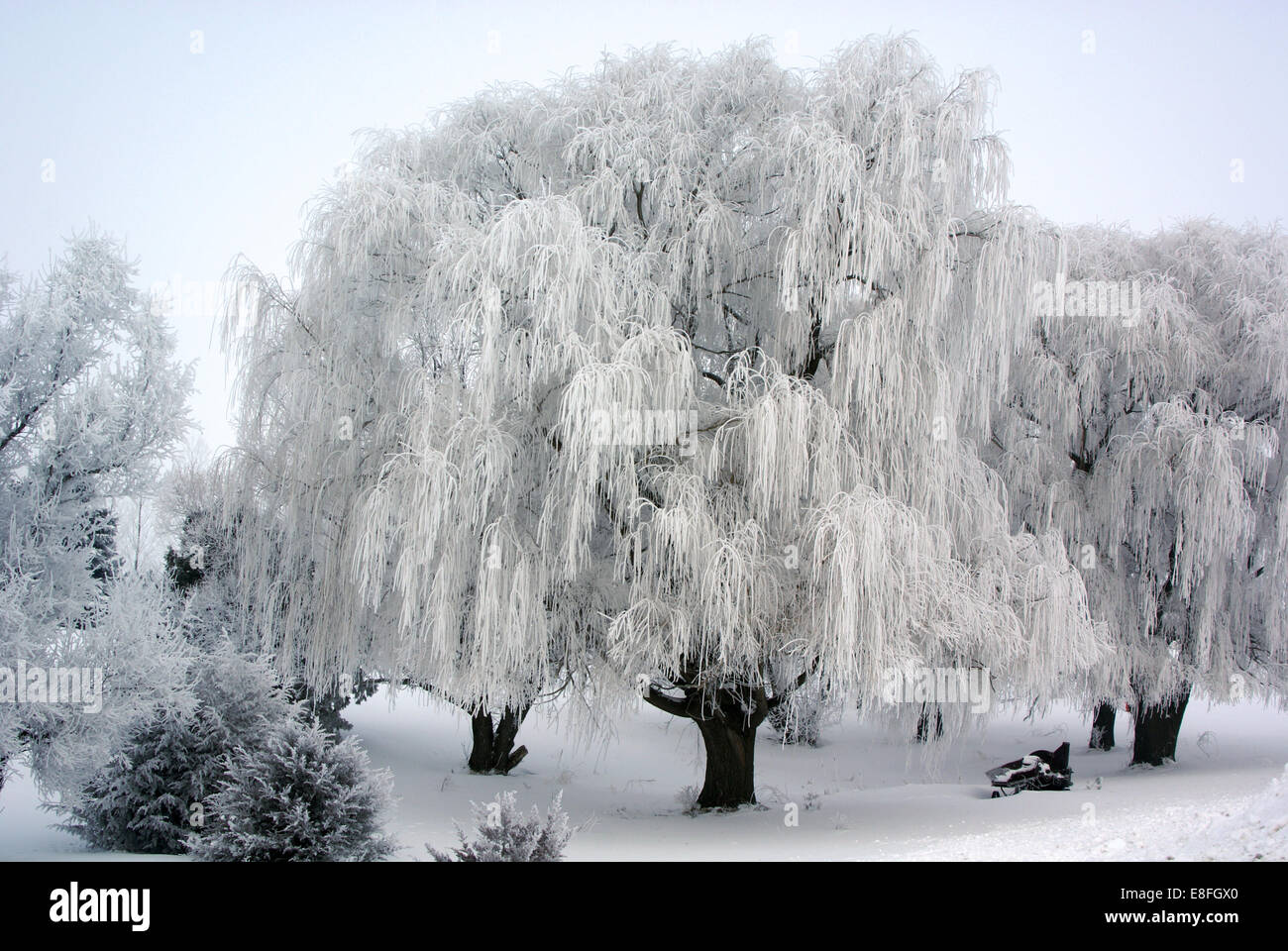 USA, Minnesota, bereifte Weiden Stockfoto