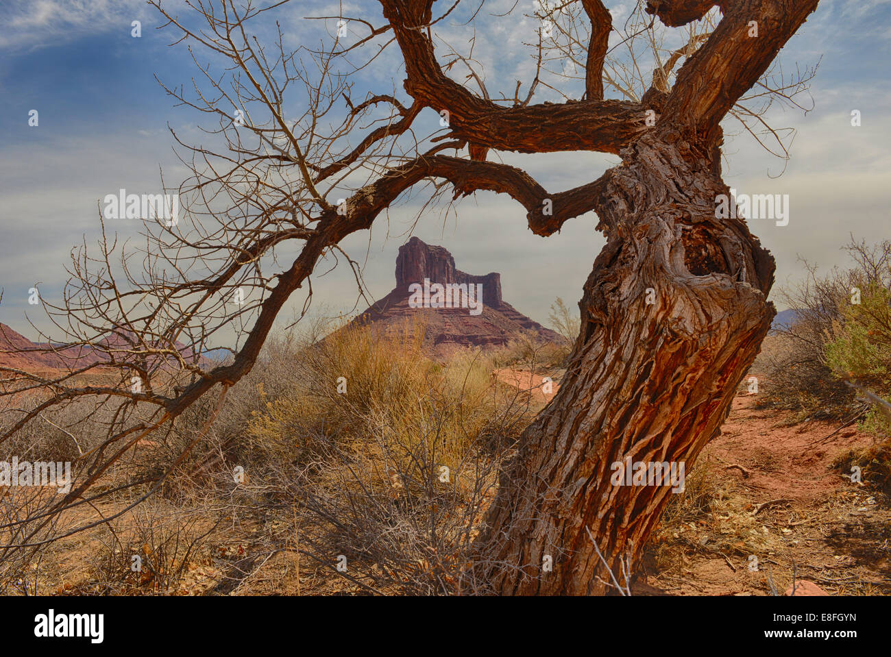 USA, Utah, Moab, knorrigen, Schloss Berg, Baum im Professor Tal Stockfoto