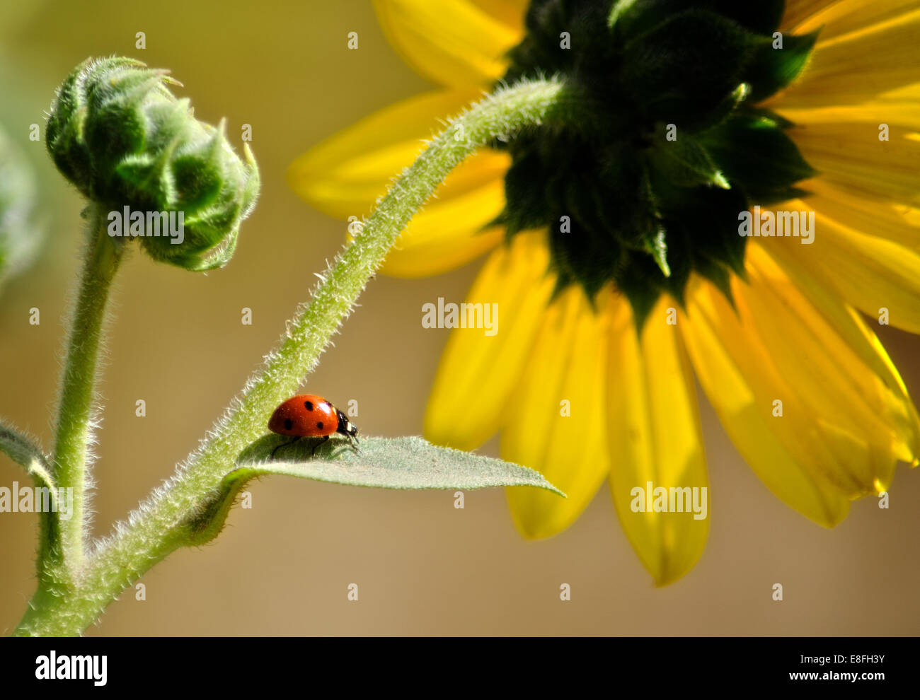 Marienkäfer auf Sonnenblumenblatt, Colorado, Vereinigte Staaten Stockfoto